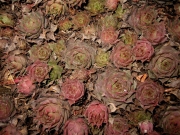 Sempervivum unknown variety