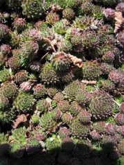 Sempervivum unknown variety