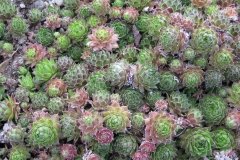 Sempervivum unknown variety