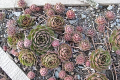 Sempervivum 'More Honey' early Spring color
