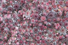 Sempervivum 'Purple Beauty' early Spring color