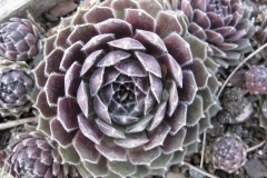 Sempervivum 'Raspberry Ice' early Spring color, closeup