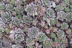 Sempervivum, 'Sanford Hybrid' purple form, early season color