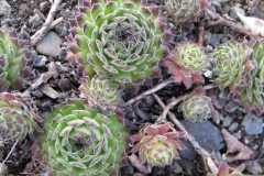 Sempervivum 'Side Show' early Spring color