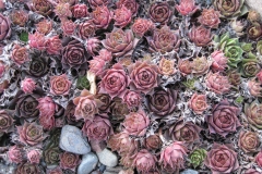 Sempervivum 'Silverine' early Spring color