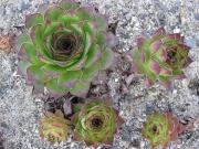 Sempervivum tectorum 'Royanum' aka 'Birchmeyer' early Spring color