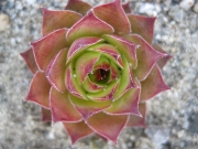 Sempervivum tectorum 'Royanum' aka 'Birchmeyer' early Spring color, closeup