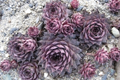 Sempervivum 'Virgil Ford' early Spring color