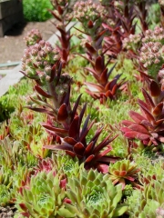 semps in bloom