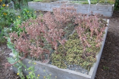 Sempervivum in bloom