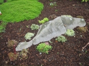 Sempervivum grouping planted around exposed ledge