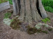 Sempervivum grouping planted around black locust tree