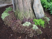 Sempervivum grouping planted around black locust tree
