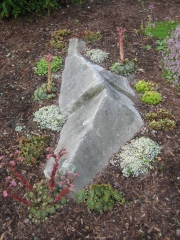 Sempervivum grouping planted around exposed ledge