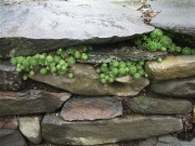 Sempervivums in stone wall