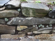 Sempervivums in stone wall