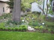 shade garden in early Spring