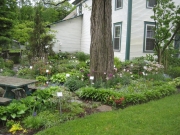shade garden looking from North to South