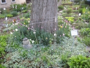 shade plantings around base of black locust tree