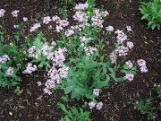 Silene virginica catchfly, pale pink
