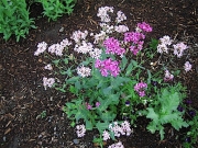 Silene virginica catchfly, both pink shades