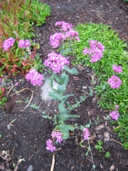 Silene virginica bright pink form