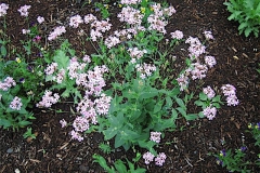 Silene virginica catchfly, pale pink