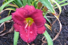 Hemerocallis 'Siloam Justine Lee'