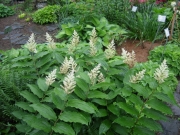 Similacina racemosa false Solomon's seal