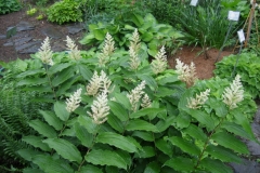 Similacina racemosa false Solomon's seal