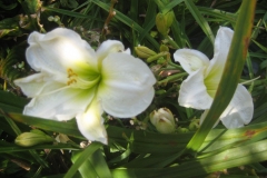 Hemerocallis 'Snowy Apparition'