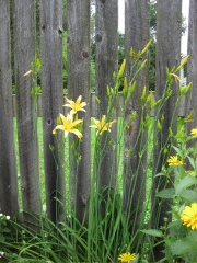 altissima, a species daylily
