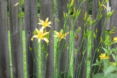 altissima, a species daylily
