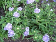 Stokesia laevis Stokes daisy, blue