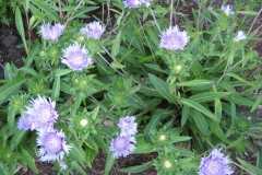 Stokesia laevis Stokes daisy, blue