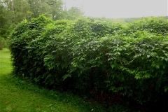 client_ Stowe_ cedar_ Apios IMG_2755