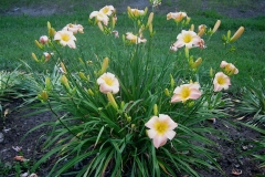 Hemerocallis 'Street Fair' mature clump