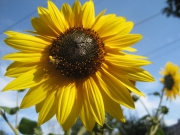 sun flower
