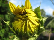 sun flower