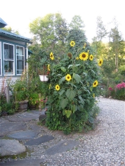 sun flower