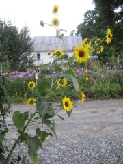 sun flower