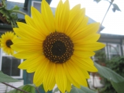 sun flower