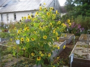 sun flower