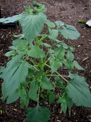 branching sunflower in bud