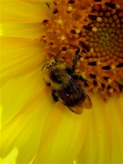 bugs sunflower bee