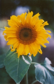 sun flower