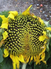 sunflower seed head near ripe