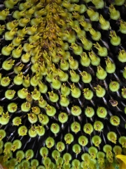 sunflower seedhead closeup