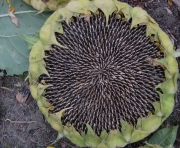 sunflower seedhead ripe