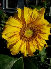 sunflower, newly opened